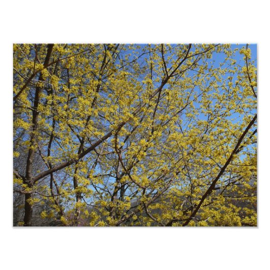 Cornelian Cherry Dogwood und Blue Sky Floral Fotodruck (Vorne)