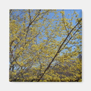 Cornelian Cherry Dogwood und Blue Sky Floral Magnet
