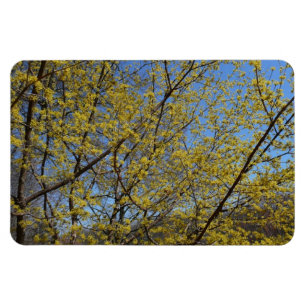 Cornelian Cherry Dogwood und Blue Sky Floral Magnet