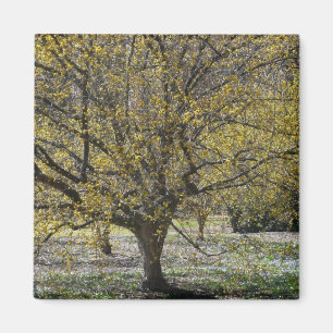 Cornelian Cherry Dogwood und Glory of the Snow Magnet