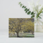 Cornelian Cherry Dogwood und Glory of the Snow Postkarte (Stehend Vorderseite)