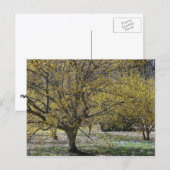 Cornelian Cherry Dogwood und Glory of the Snow Postkarte (Vorne/Hinten)