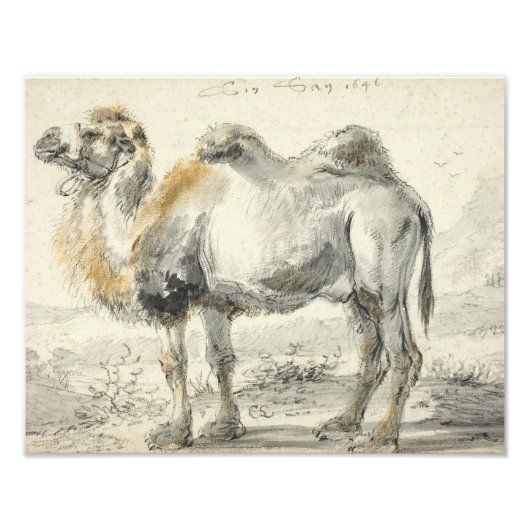 Cornelis Saftleven - A Camel Fotodruck (Vorne)