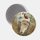 Cornelius und die Schafe Magnet (Vorderseite/Rückseite)