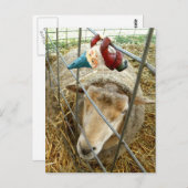 Cornelius und die Schafe Postkarte (Vorne/Hinten)