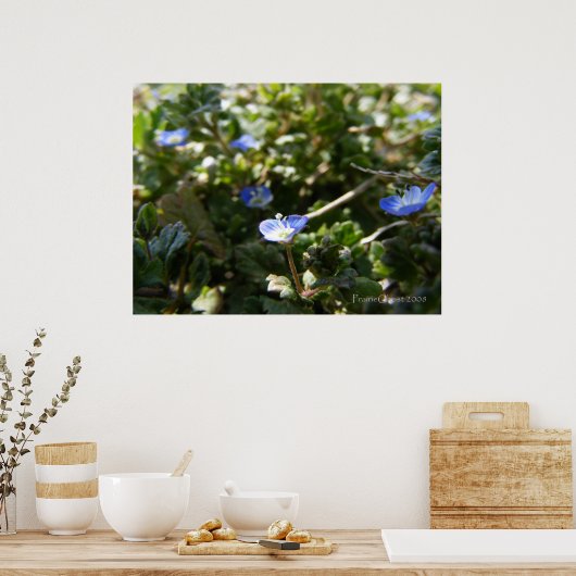 Cornelspinne 1 poster (Küche)