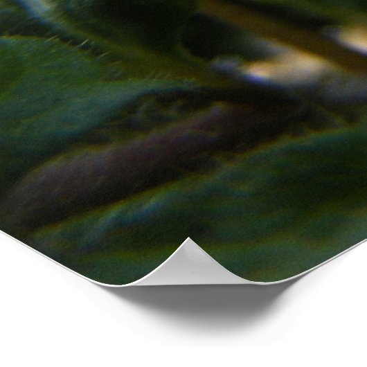 Cornelspinne 1 poster (Ecke)