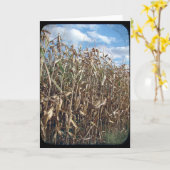 Cornfeld TTV Karte (Gelbe Blume)