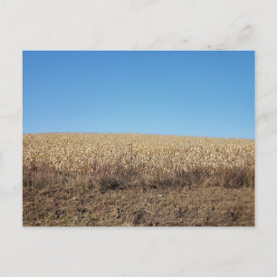 Cornfield auf einem Hügel im Herbst, Ostsee, Ohio Postkarte
