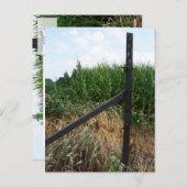 Cornfield hinter dem Zaun Postkarte (Vorne/Hinten)