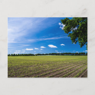 Cornfield in der Sonne Postkarte
