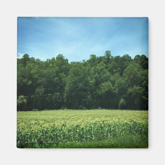 Cornfield in Rural North Carolina Poster Magnet (Vorne)