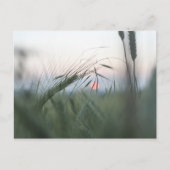 Cornfield Nature Foto Postkarte (Vorderseite)