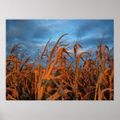 Cornfield Poster (Vorne)
