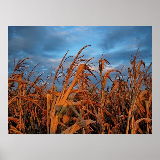 Cornfield Poster (Vorne)
