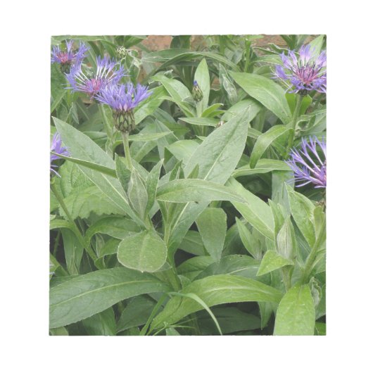 Cornflores Notepad Notizblock (Vorderseite)