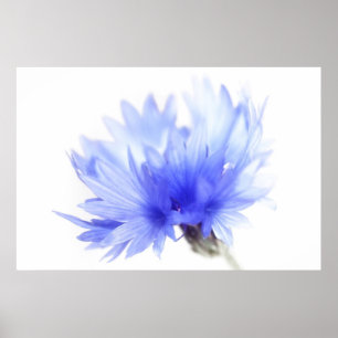 Cornflower auf Weiß Poster