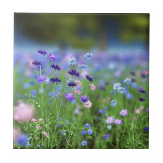 Cornflower-blaue dekorative Fliese (Vorderseite)