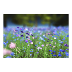 Cornflower Blue Foto Print