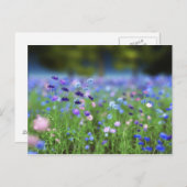 Cornflower Blue Postcard Postkarte (Vorne/Hinten)