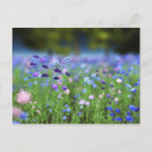 Cornflower Blue Postcard Postkarte (Vorderseite)