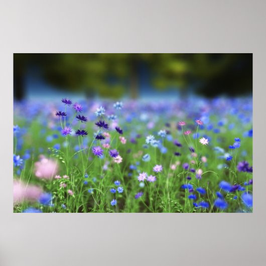 Cornflower Blue Print Poster (Vorne)