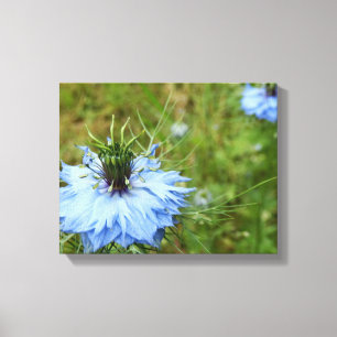 Cornflower Canvas Print Leinwanddruck