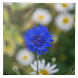 Cornflower-Keramikfliese Fliese