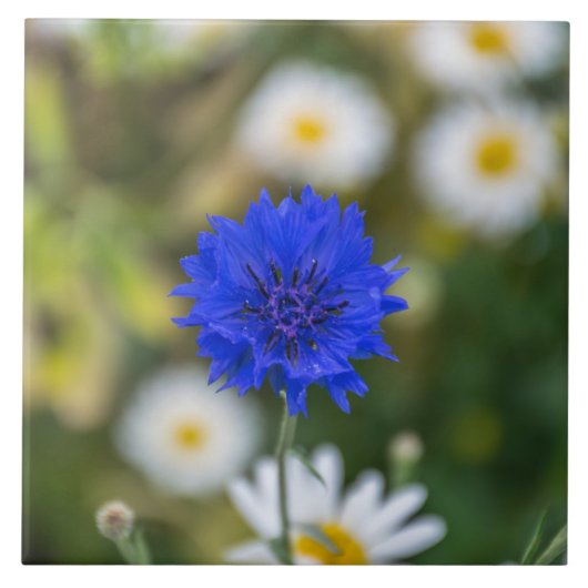Cornflower-Keramikfliese Fliese (Vorderseite)