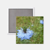 Cornflower Magnet (Vorderseite/Rückseite)