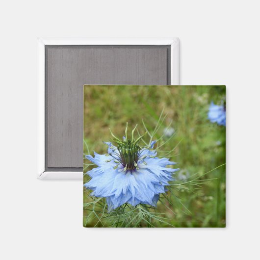 Cornflower Magnet (Vorderseite/Rückseite)