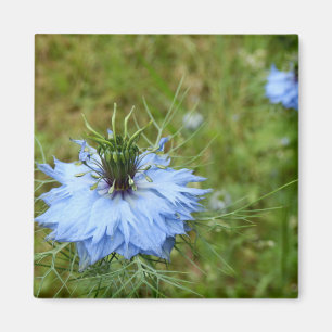 Cornflower Magnet