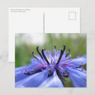 Cornflower Nature Foto Postkarte