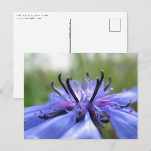 Cornflower Nature Foto Postkarte (Vorne/Hinten)
