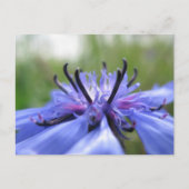 Cornflower Nature Foto Postkarte (Vorderseite)