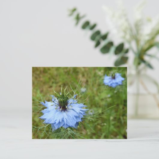 Cornflower Postcard Postkarte (Stehend Vorderseite)