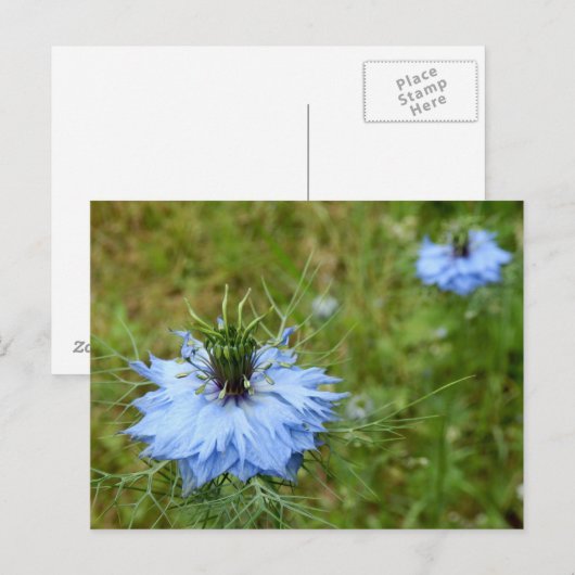 Cornflower Postcard Postkarte (Vorne/Hinten)