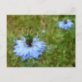Cornflower Postcard Postkarte (Vorderseite)