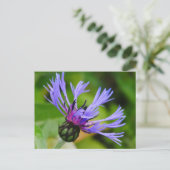 Cornflower Postcard Postkarte (Stehend Vorderseite)