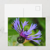 Cornflower Postcard Postkarte (Vorne/Hinten)