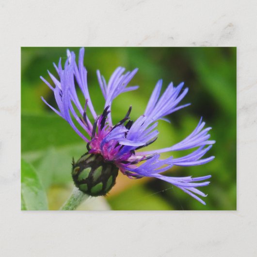Cornflower Postcard Postkarte (Vorderseite)