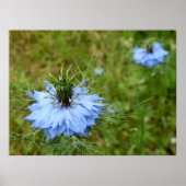 Cornflower Poster (Vorne)