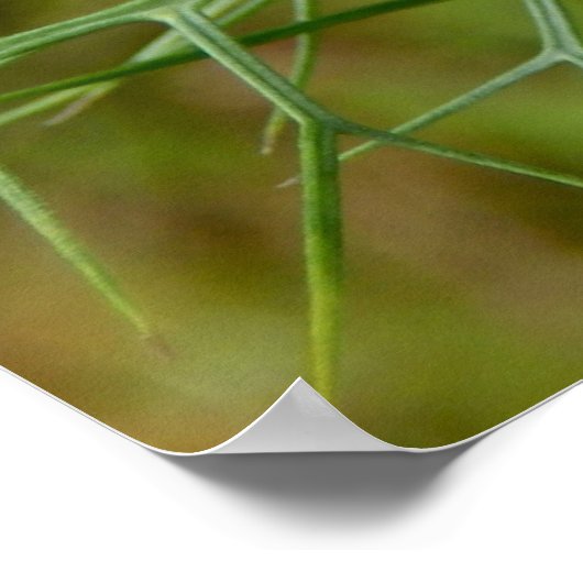 Cornflower Poster (Ecke)