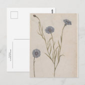 Cornflower von Jacques de Morgues Postkarte (Vorne/Hinten)