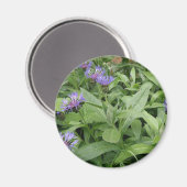 Cornflowers Magnet (Vorderseite/Rückseite)