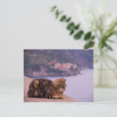 Corniglia, Cinque Terre, Italien Postkarte (Stehend Vorderseite)