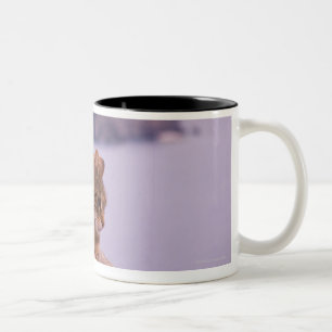 Corniglia, Cinque Terre, Italien Zweifarbige Tasse