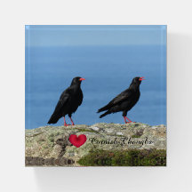 Cornisch Choughs (Palores) Pyrrhocorax pyrrhocorax