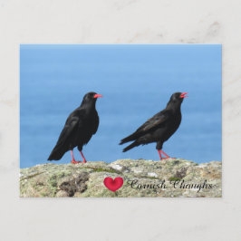 Cornisch Choughs (Palores) Pyrrhocorax pyrrhocorax Feiertagspostkarte