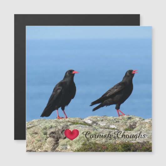 Cornisch Choughs (Palores) Pyrrhocorax pyrrhocorax Magnetkarte (Vorne/Hinten)